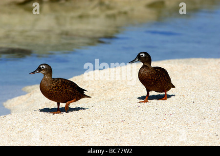 Una coppia di Laysan anatre, Anas laysanensis, camminando insieme sulla spiaggia Foto Stock