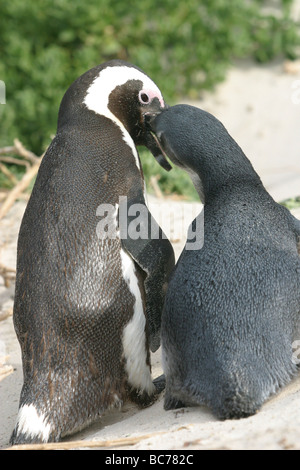 Madre africana di pinguino, Spheniscus demersus, alimentando un pulcino da regurgitating il contenuto del suo stomaco nel pulcino becco Foto Stock