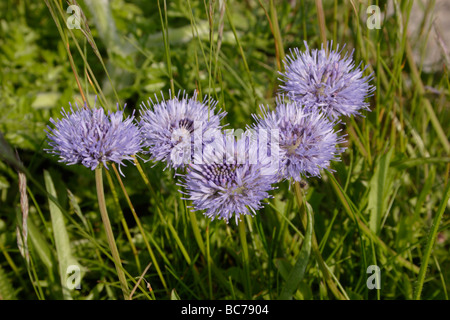 Pecore bit Jasione montana Campanulaceae REGNO UNITO Foto Stock