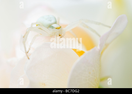 Il ragno granchio in attesa di preda su petali di fiori Foto Stock