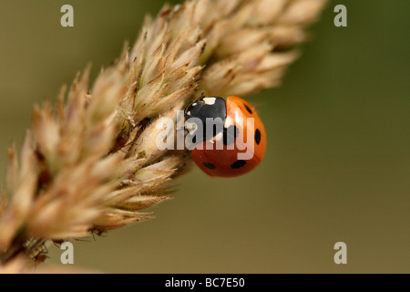 7 Spot Coccinella Coccinella 7-punctata faccia dettaglio 1:1 Canon macro 100 mm Macro famiglia Coccinellidae Foto Stock