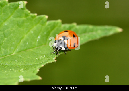 7 Spot Coccinella Coccinella 7-punctata faccia dettaglio 1:1 Canon macro 100 mm Macro famiglia Coccinellidae Foto Stock