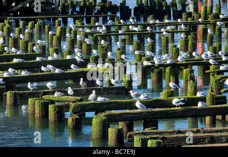 Seaguls poggiante sul vecchio edificio struttura Astoria Oregon Foto Stock