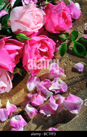 Roses, Stil life, arte, design naturale, boquet fresco, casa, stile di vita, Foto Stock