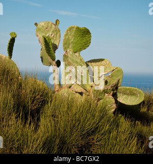 Impianto di Cactus San Antonio Capo Riserva Naturale Javea Alicante Spagna Foto Stock