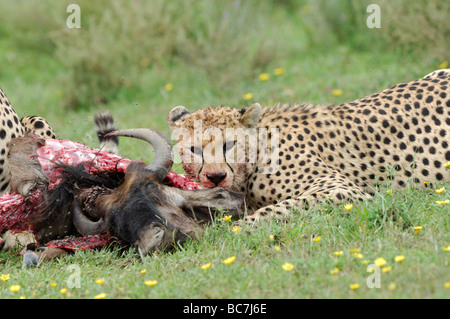 Foto di stock di un ghepardo a GNU carcassa, Ndutu, Tanzania, febbraio 2009. Foto Stock