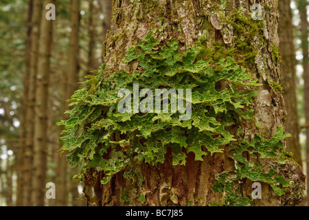 Lobaria pulmonaria lichen fungo costituito da un ascomiceti funghi e alghe verdi Foto Stock