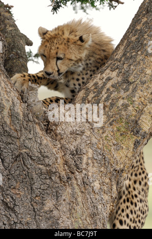 Foto di stock di un ghepardo cub di arrampicarsi su un albero, Ndutu, Tanzania Foto Stock