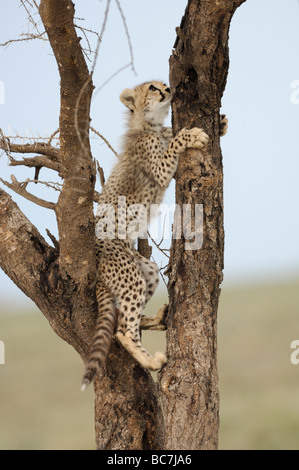 Foto di stock di un ghepardo cub di arrampicarsi su un albero, Ndutu, Tanzania Foto Stock