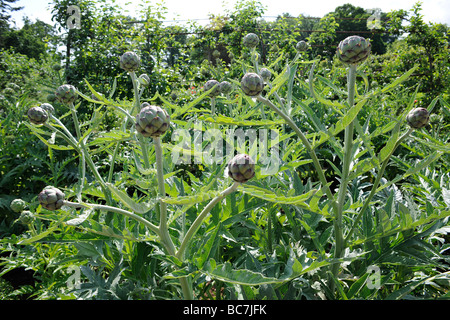 Carciofi cresce a Holcombe corte giardino vegetale nel Devon, Regno Unito Foto Stock