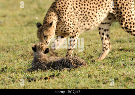 Foto di stock di un ghepardo cub nuzzling sua madre, Ndutu, Tanzania, febbraio 2009. Foto Stock