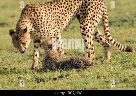 Foto di stock di un ghepardo cub nuzzling sua madre, Ndutu, Tanzania, febbraio 2009. Foto Stock