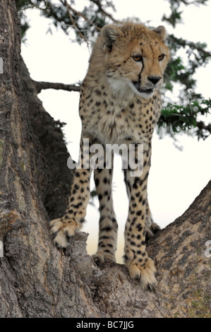 Foto di stock di un ghepardo cub di arrampicarsi su un albero, Ndutu, Tanzania Foto Stock