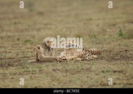 Foto di stock di un ghepardo femmina con i cuccioli a breve pianura erbosa di Ndutu, Tanzania, febbraio 2009. Foto Stock