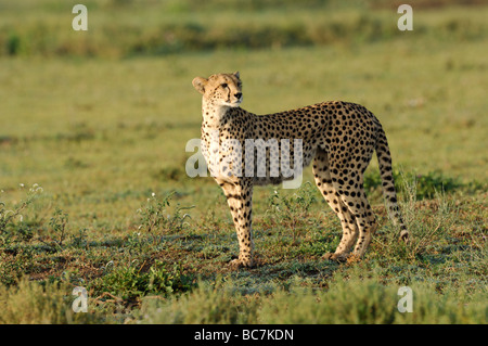 Foto di stock di un ghepardo permanente sulla breve pianura erbosa di Ndutu, Tanzania, febbraio 2009. Foto Stock