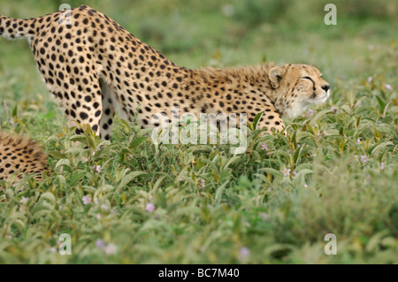 Foto di stock di un ghepardo stretching, Ndutu, Tanzania, febbraio 2009. Foto Stock