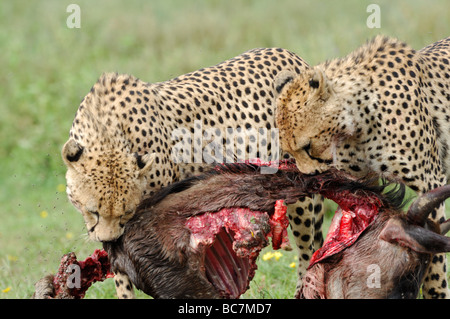 Stock Foto di due ghepardi (Acinonyx jubatus) alimentazione su una carcassa di gnu, Ndutu, Ngorongoro Conservation Area, Tanzania Foto Stock