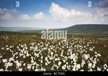 Vista su Saddleworth Moor vicino a Rochdale nel sud Pennines REGNO UNITO Foto Stock