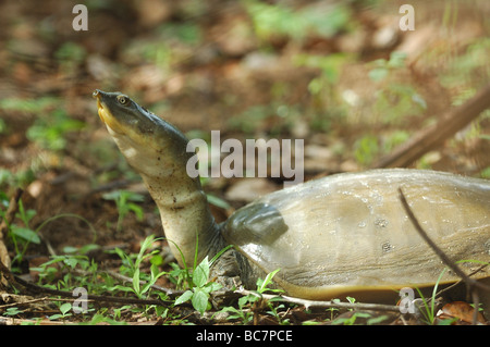 Indian flapshell turtle in Yala Ovest del Parco Nazionale, Sri Lanka Foto Stock