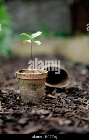 Le piantine che crescono in brown re utilizzato sementi compostabile bicchieri impilati su corteccia trucioli in un giardino organico Foto Stock