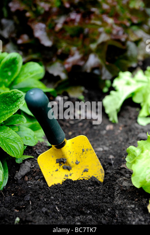 Un giallo brillante cazzuola collocato in un letto rialzato pieno di organici di foglie di insalata e verdure in un giardino Foto Stock