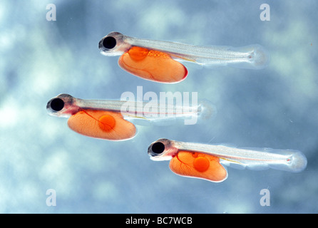 Salmone argentato Foto Stock