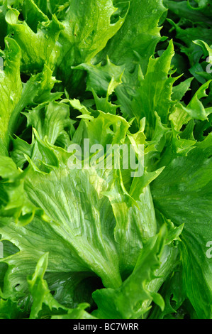 Un giardino letto rialzato pieno di cresciuto in casa organici di foglie di insalata e verdure, Devon, Regno Unito Foto Stock