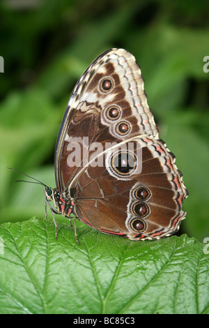 Blu Peleides morfo Morpho peleides farfalla con ali ripiegate preso per lo Zoo di Chester, England, Regno Unito Foto Stock