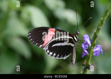 Portalettere Heliconius melpomene : mimando il colore forma di Heliconius erato preso per lo Zoo di Chester, England, Regno Unito Foto Stock