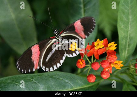 Portalettere Heliconius melpomene : mimando il colore forma di Heliconius erato preso per lo Zoo di Chester, England, Regno Unito Foto Stock