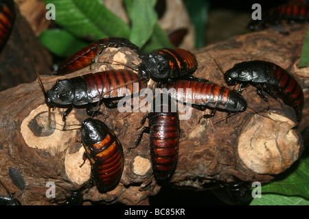 Madagascar sibili scarafaggi Gromphadorhina portentosa preso per lo Zoo di Chester, England, Regno Unito Foto Stock