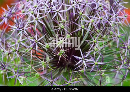 Allium Christophii fiore. Stella della Persia Foto Stock