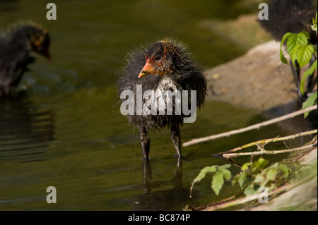 Eurasian coot pulcini in uno stagno in Belgio Foto Stock