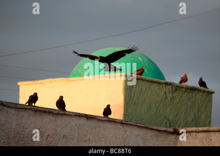 Nibbio intorno al duomo di Harar del mercato della carne in Etiopia Foto Stock