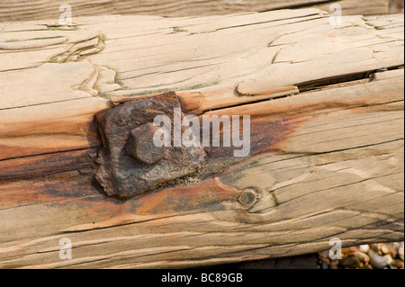 Il vecchio dado arrugginito su un pezzo di driftwood lavato fino a una spiaggia in Inghilterra Foto Stock