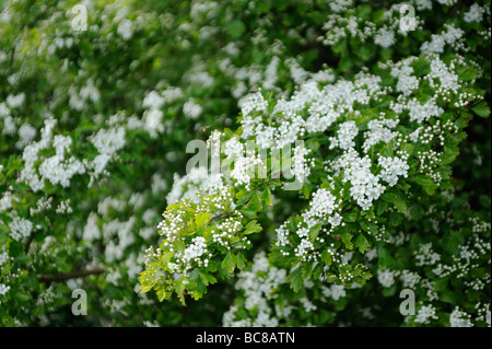 Maggio,fioritura biancospino,Crataegus monogyna,Essex, Regno Unito Foto Stock