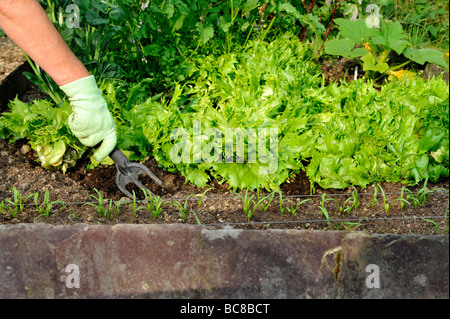 Un giardiniere tende a letti rialzato pieno di cresciuto in casa organici di foglie di insalata e verdure, scavando nel con cazzuola Foto Stock