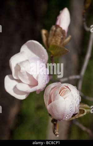 Bianco closeup Magnolia Magnolia x loebneri merrill Giardino Botanico Madrid Spagna Foto Stock