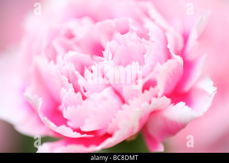 Rosa fresca di garofano seducente affascinante piena fioritura bella arte della fotografia Foto Stock