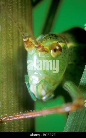 In prossimità della testa di una quercia Bush-cricket, Meconema thalassinum Foto Stock