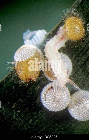 Farfalla civetta, Caligo, bruchi che emergono dalle uova Foto Stock