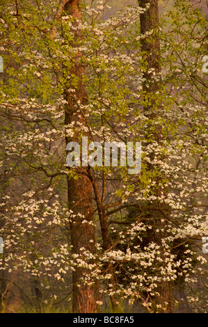 Scena Primavera all'alba nella foresta con nuove foglie verdi sanguinello fiori e boccioli Foto Stock