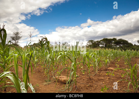 Campo di mais underplanted con fagioli. Villaggio Kikwe Arumeru District Arusha in Tanzania Foto Stock