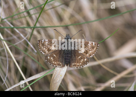 Squallido Skipper Erynnis tages crogiolarsi al sole sul gambo di erba a Priddy Mineries, Somerset nel mese di giugno. Foto Stock