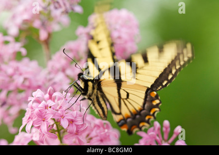 Tiger farfalla a coda di rondine su fiori lilla e fiori Foto Stock