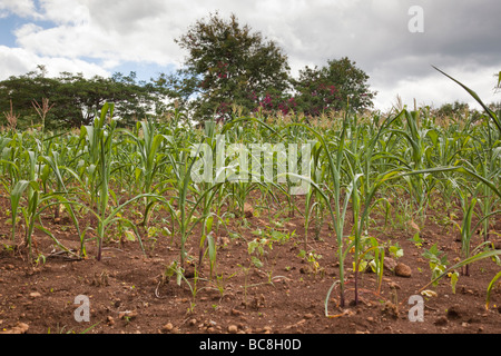 Campo di mais underplanted con fagioli. Villaggio Kikwe Arumeru District Arusha in Tanzania Foto Stock