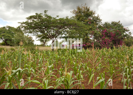 Campo di mais underplanted con fagioli. Villaggio Kikwe Arumeru District Arusha in Tanzania Foto Stock