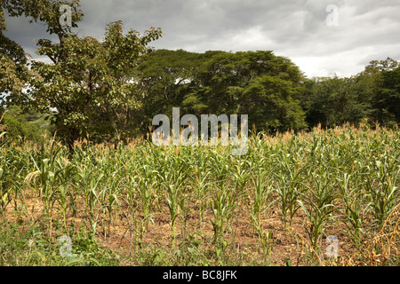 Campo di mais. Villaggio Kikwe Arumeru District Arusha in Tanzania Foto Stock