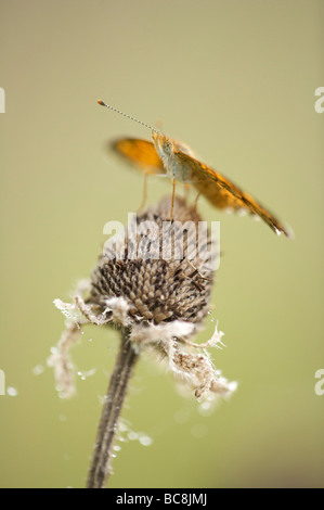 Metalmark farfalla sulla testa di sementi Foto Stock