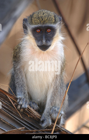 Verde giovane Vervet Monkey in Gambia Foto Stock